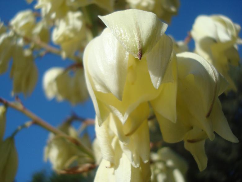 Free stock image of White park flower created by Boris Kyurkchiev