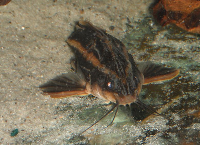 Free stock image of Raphael Catfish face created by Clifford M. Kinsman
