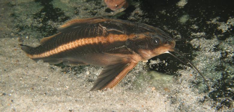 Free stock image of Raphael Catfish (Platydoras armatulus) created by Clifford M. Kinsman