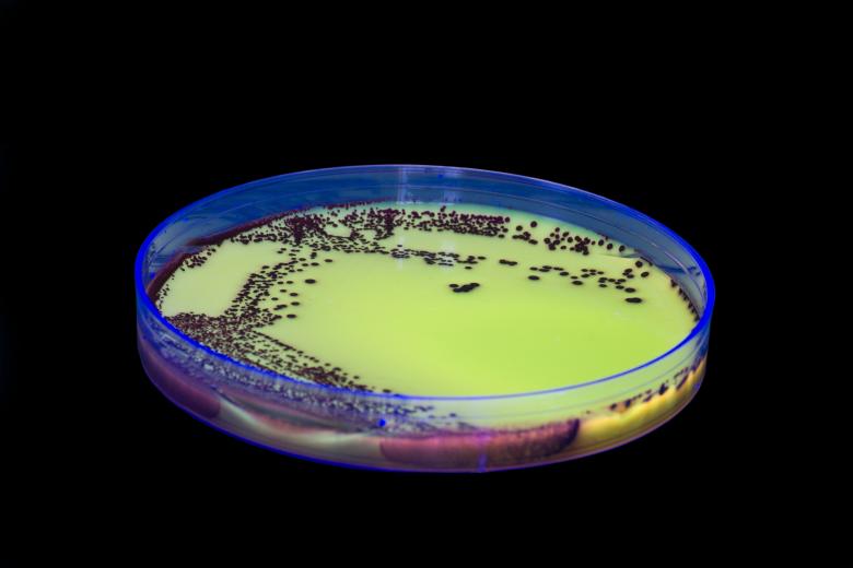 Free stock image of Bacteria created by Geoffrey Whiteway