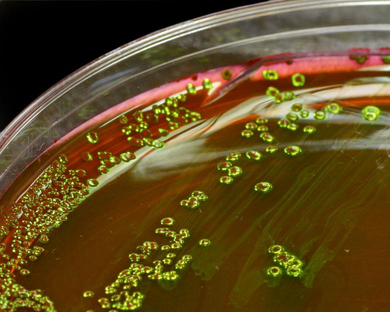 Free stock image of Bacteria created by Geoffrey Whiteway
