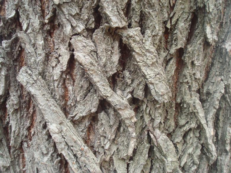 Free stock image of Dry wood texture created by Boris Kyurkchiev