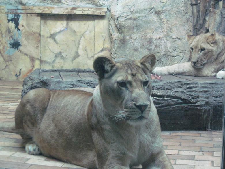Free stock image of Resting lions created by Boris Kyurkchiev