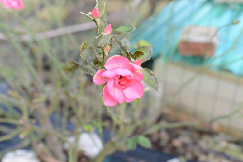 Free stock image of Pink Rose created by mazzynga