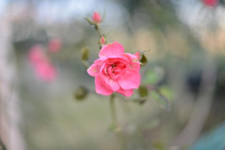Free stock image of Pink Rose created by mazzynga