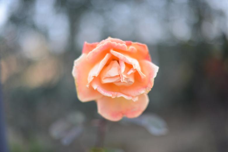 Free stock image of Rosa arancione created by mazzynga