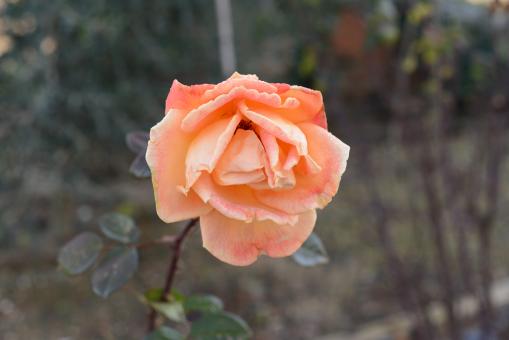 Rosa arancione - Free Stock Photo