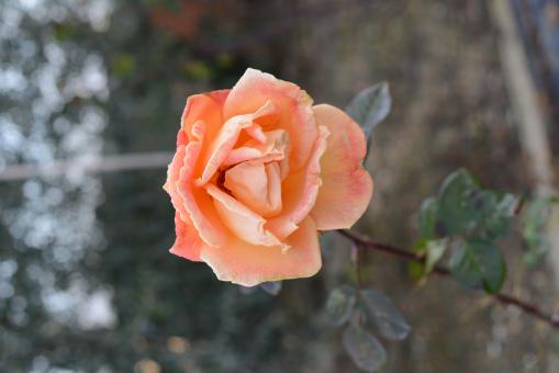 Rosa arancione - Free Stock Photo