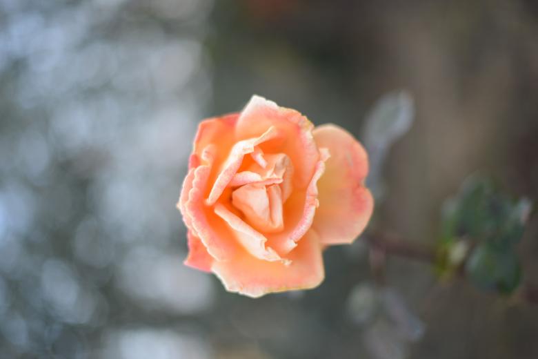 Free stock image of Rosa arancione created by mazzynga