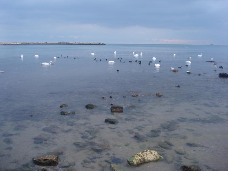 Free stock image of Swans swimming in the sea created by Boris Kyurkchiev