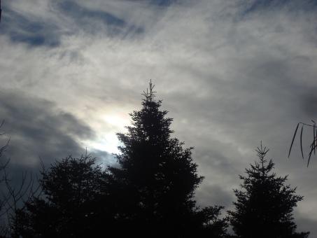 Free Stock Photo of A fir tree, sky and clouds