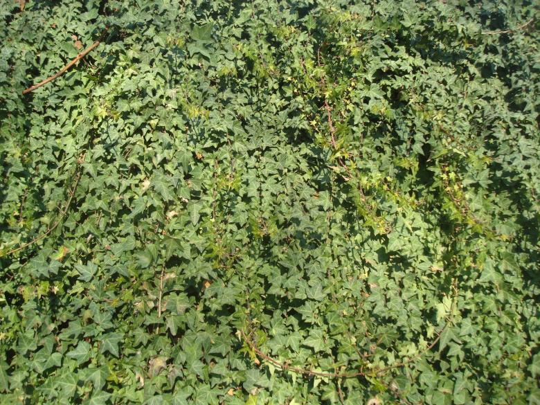 Free stock image of Ivy covered wall created by Boris Kyurkchiev
