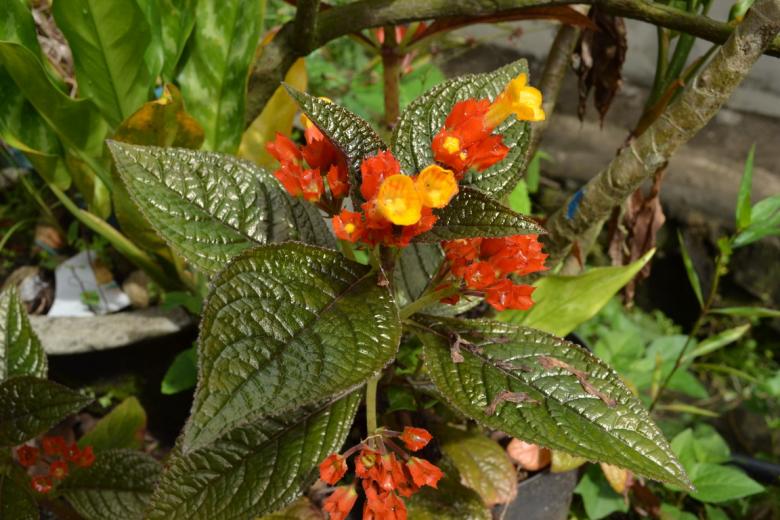 Free stock image of Beautiful Orange Flowers created by Ryan Jhoe