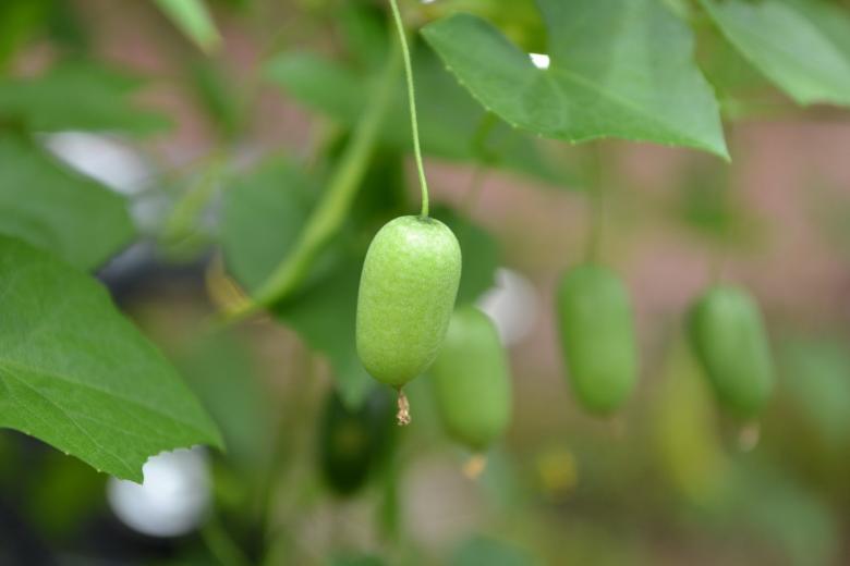Free stock image of Tiny Fruit created by Ryan Jhoe