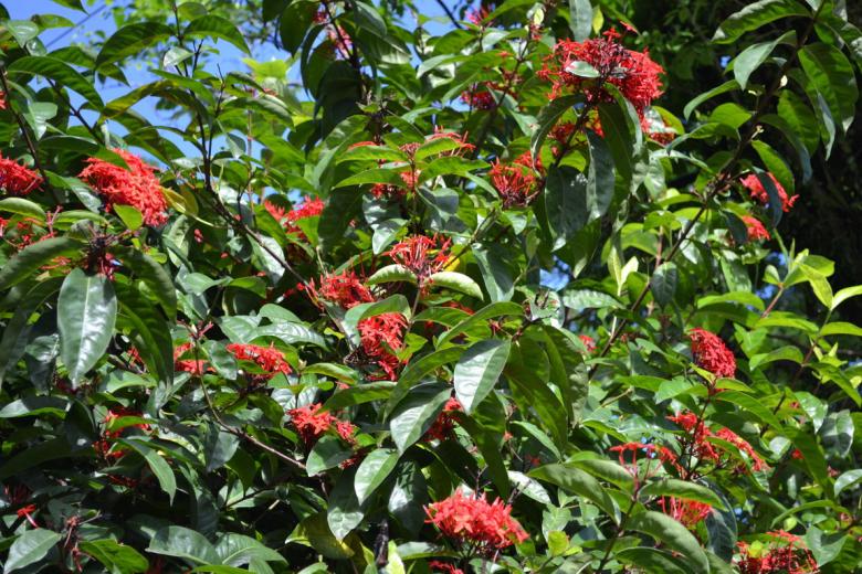 Free stock image of Clump of Red Flowers created by Ryan Jhoe