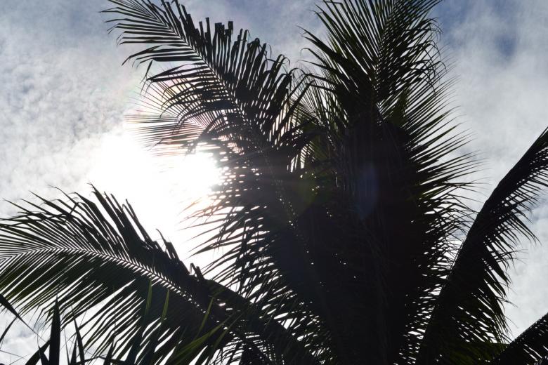 Free stock image of Sun Behind Coconut Leaves created by Ryan Jhoe