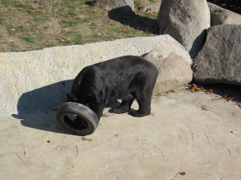 Free stock image of Playing black bear created by Boris Kyurkchiev