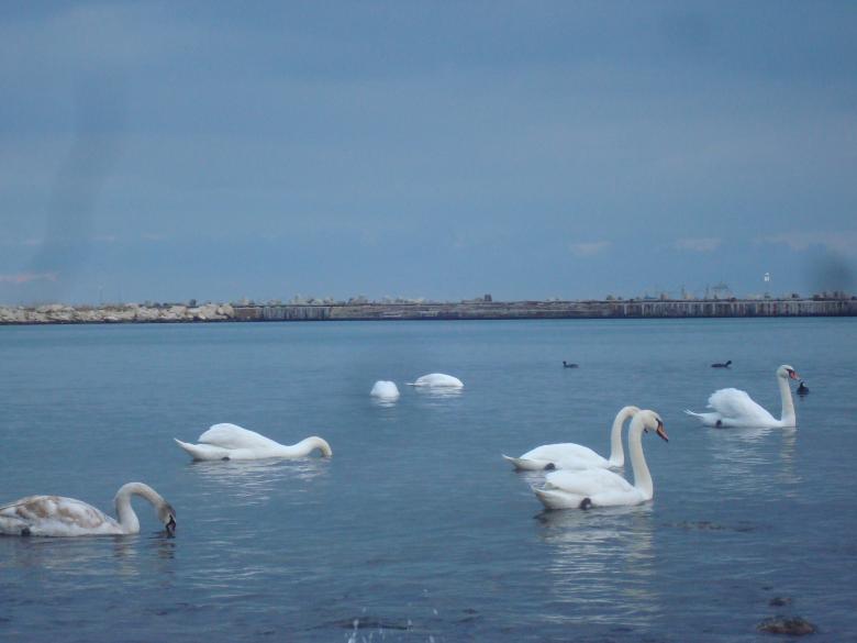 Free stock image of Swans at the Black Sea cost created by Boris Kyurkchiev