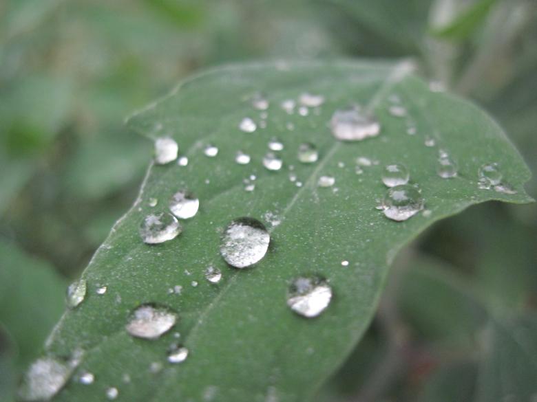 Free stock image of Rain drops on a green leaf created by Boris Kyurkchiev