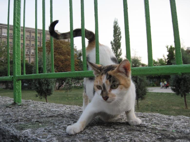 Free stock image of Playful street cat created by Boris Kyurkchiev