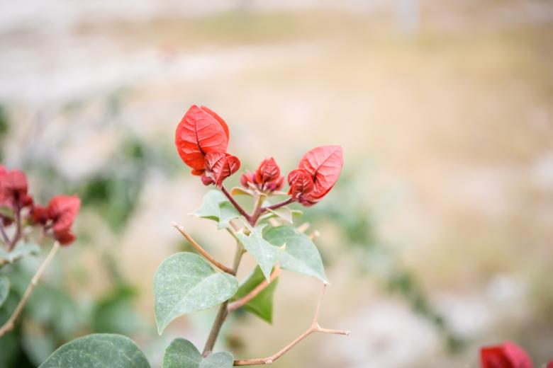 Free stock image of Mexican Flora created by Ezequiel Bruni