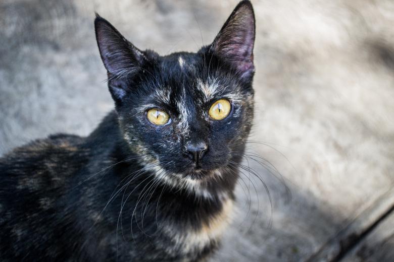 Free stock image of Yellow-eyes created by Ezequiel Bruni