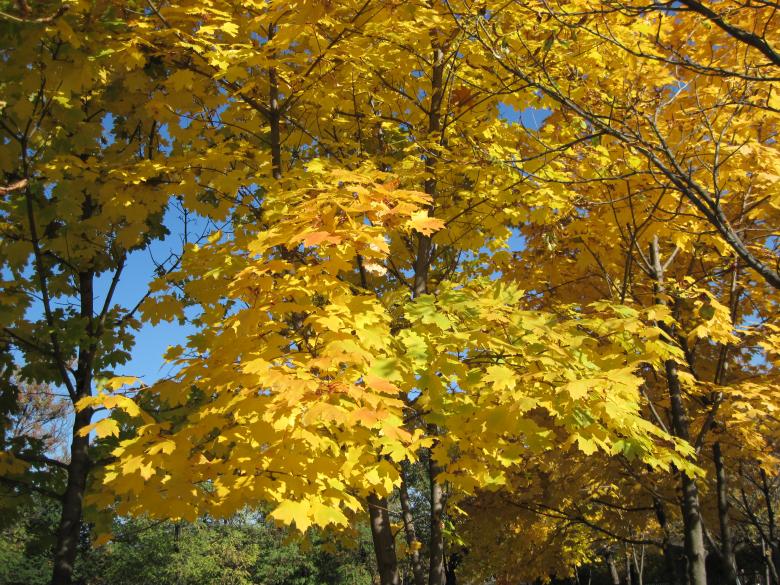 Free stock image of Autumn tree created by Boris Kyurkchiev
