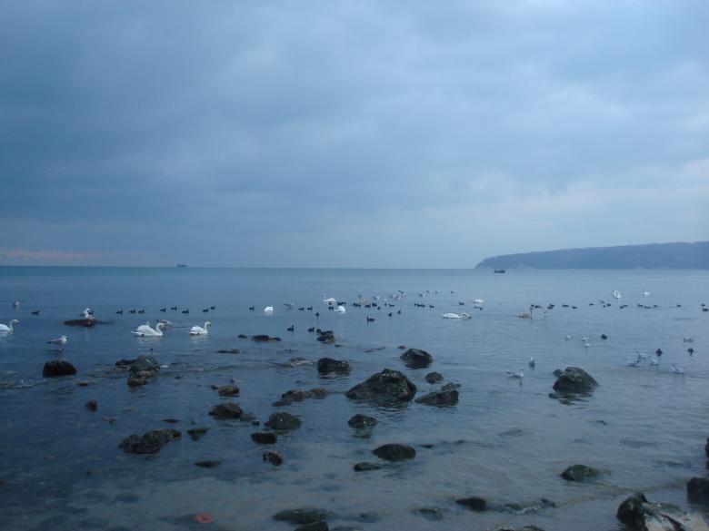 Free stock image of Swans at the Black Sea coast created by Boris Kyurkchiev