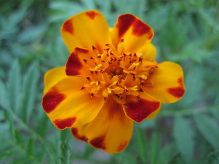 Free Stock Photo of Beautiful flower macro