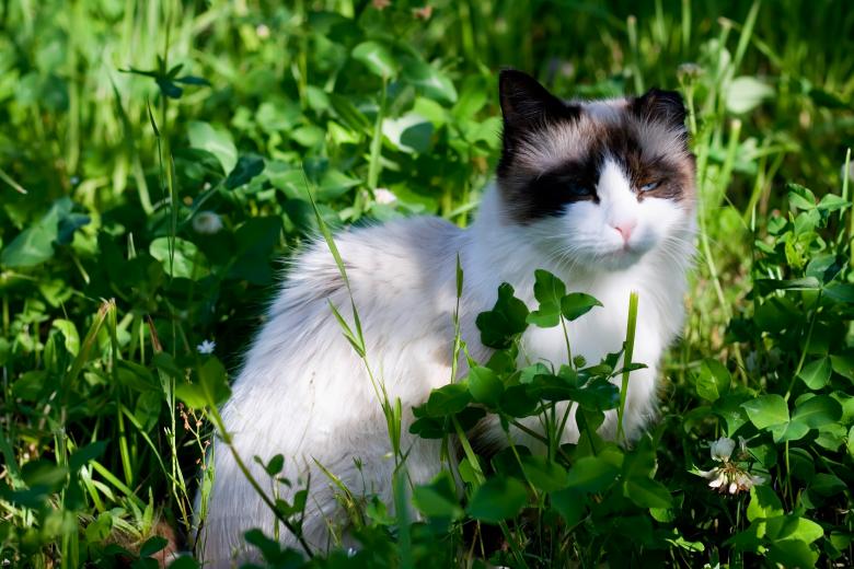 Free stock image of Cat in grass created by 2happy