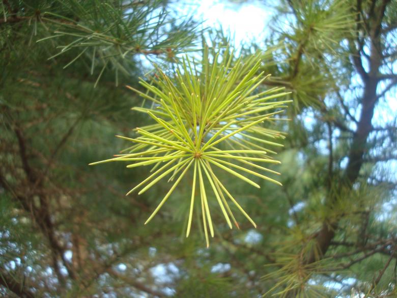 Free stock image of Young fir branch created by Boris Kyurkchiev