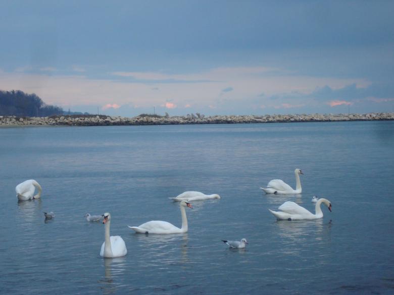 Free stock image of Swans at the Black Sea coast created by Boris Kyurkchiev