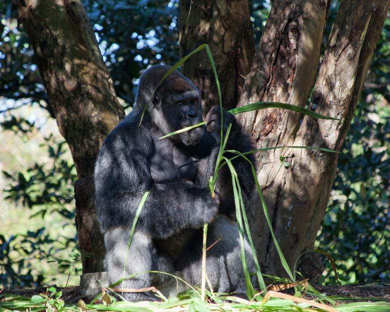 Free stock image of  Gorilla created by Geoffrey Whiteway