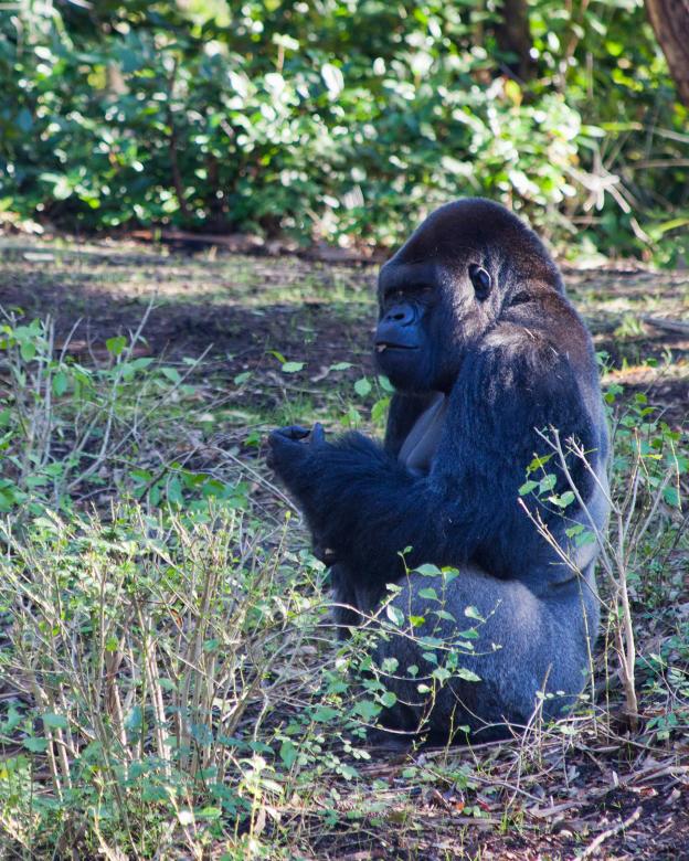 Free stock image of  Gorilla created by Geoffrey Whiteway