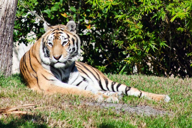 Free stock image of Tiger created by Geoffrey Whiteway