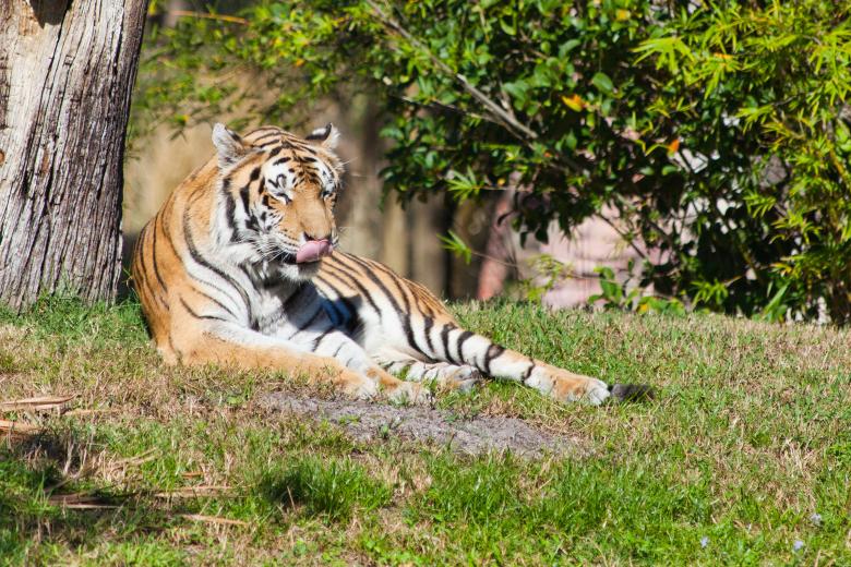Free stock image of Tiger created by Geoffrey Whiteway