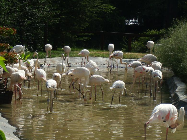 Free stock image of Flamingos created by Boris Kyurkchiev