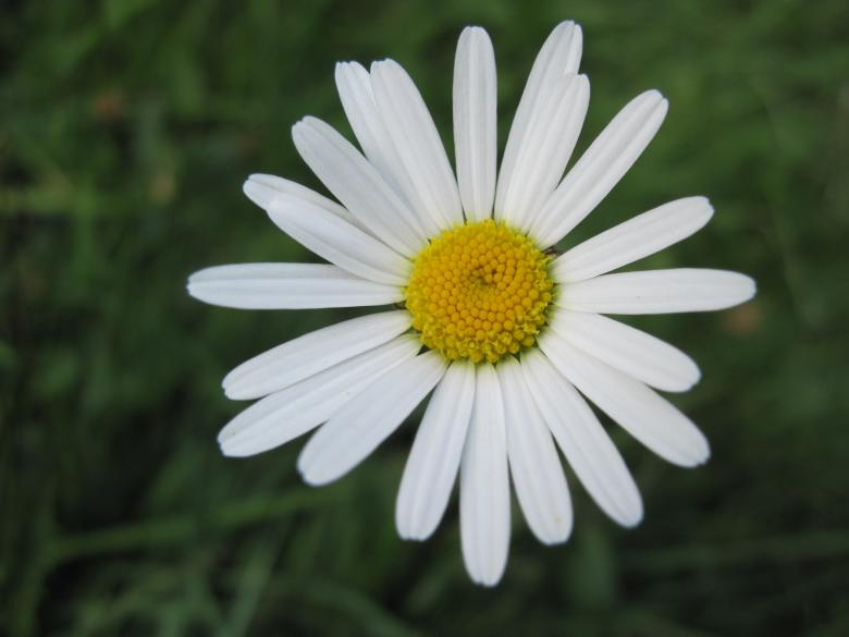 Free stock image of Daisy flower created by Boris Kyurkchiev