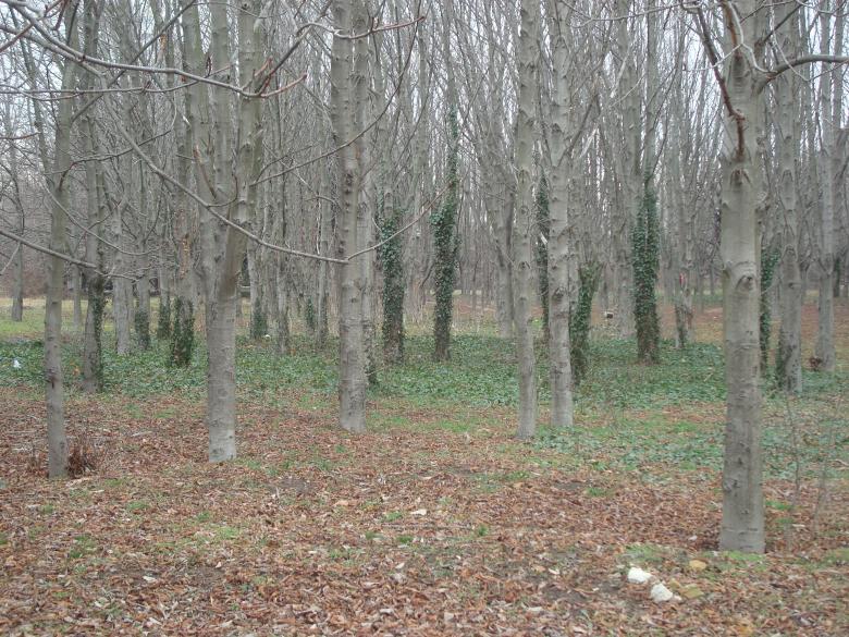 Free stock image of Autumn forest created by Boris Kyurkchiev