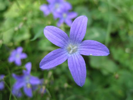 Free Stock Photo of Violet flowers