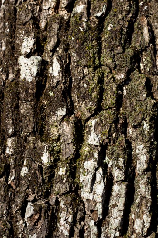 Free stock image of Oak bark created by Alen