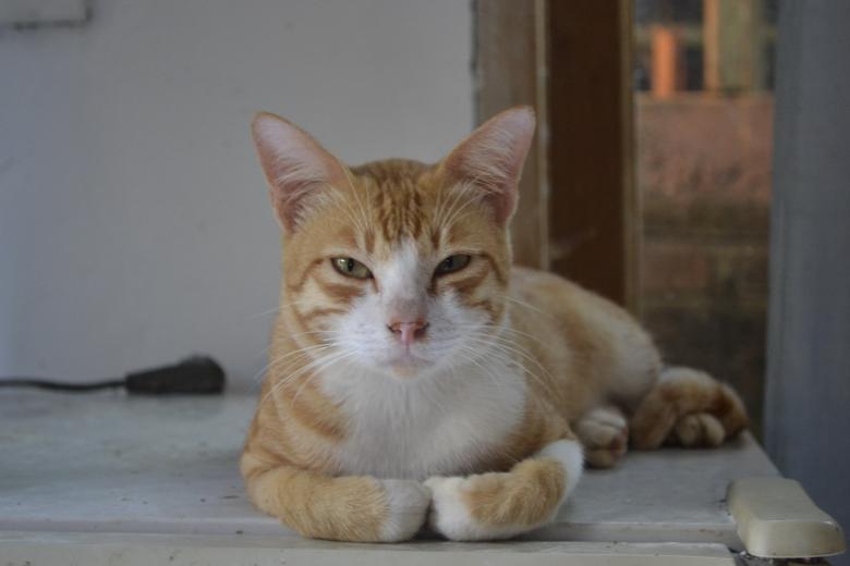 Free stock image of Adult Cat created by Ryan Jhoe