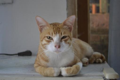 Adult Cat - Free Stock Photo
