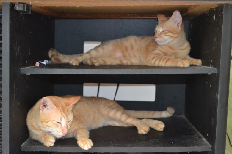 Free stock image of Cats in The Box created by Ryan Jhoe
