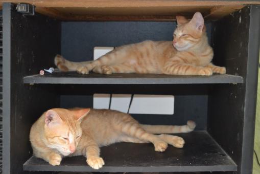 Free Stock Photo of Cats in The Box