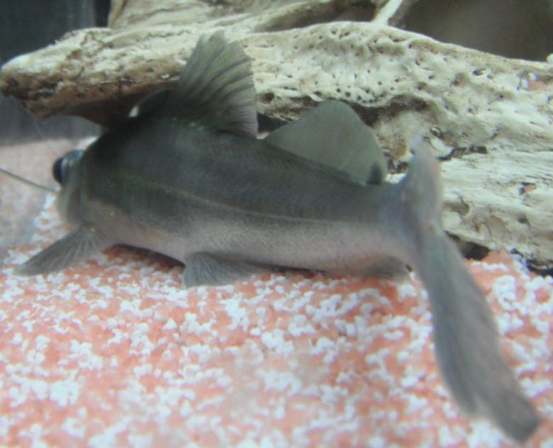 Free stock image of Sperata or catfish from behind created by Clifford M. Kinsman