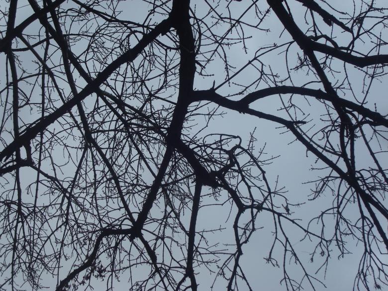 Free stock image of Dry tree branches created by Boris Kyurkchiev