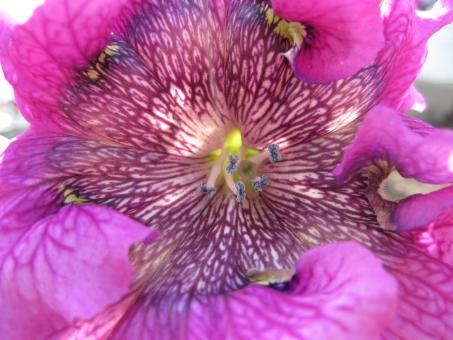Free Stock Photo of Beautiful pink flower