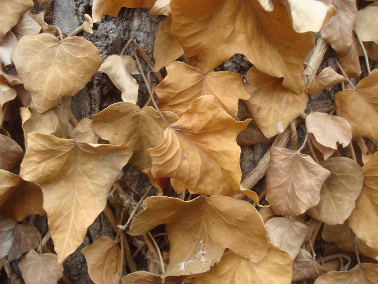 Free stock image of Dry autumn leafs created by Boris Kyurkchiev