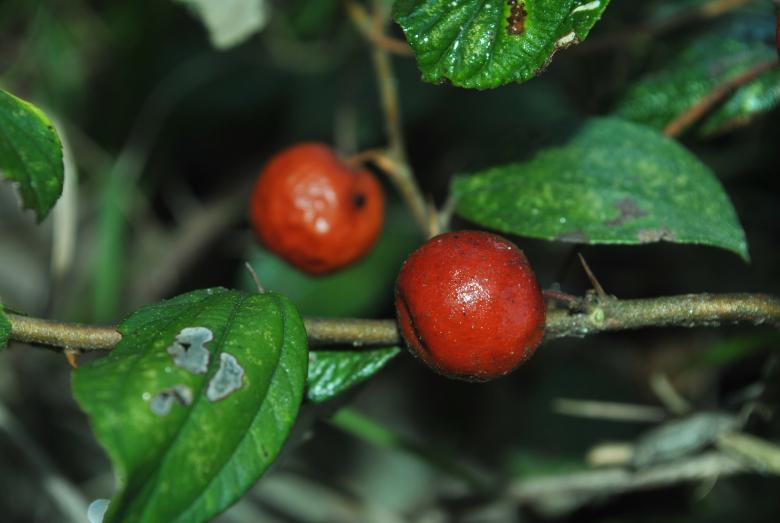 Free stock image of Red berries created by ravi sharma